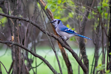 Bluejay