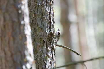 Tree creeper in forest