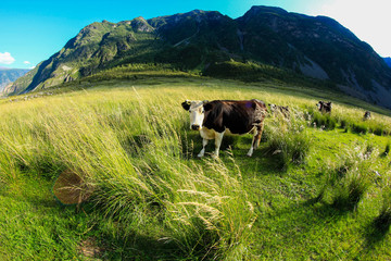 cow in the valley