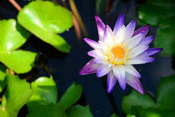 Blooming Blue and Violet Nymphaea Lotus with Green Leaves and Blurred Background