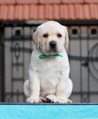 the labrador puppy on a blue background
