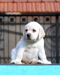 labrador puppy on a blue background