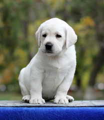 a sweet labrador puppy on a blue background