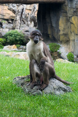 Macaco curioso
