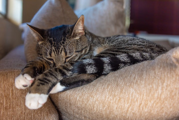 Striped cat sleeping on couch cushion