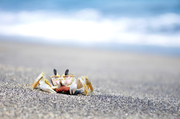 Crab on the beach in Sengiggi, Indonesia
