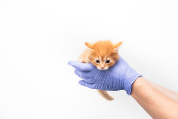 Checkup and treatment of a ginger kitten by a doctor at a vet clinic isolated on white background, vaccination of pets.