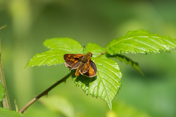 Large Skipper Butterfly on Leaf in Springtime