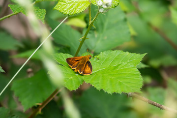 Large Skipper Butterfly on Leaf in Springtime