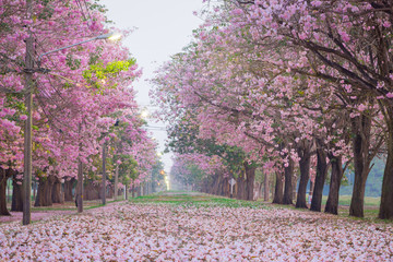 Pink trumpet tree with pink flower blooming tunnel on the morning.