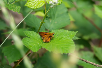 Large Skipper Butterfly on Leaf in Springtime