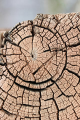 Wood cut background texture abstract