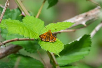 Large Skipper Butterfly on Leaf in Springtime