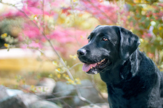 Perro labrado retriever en el parque