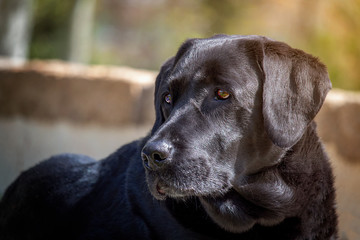 Perro labrador retriever descansando