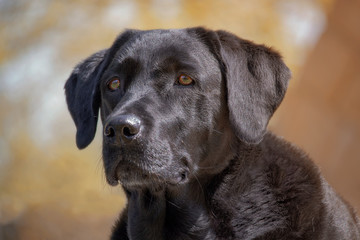 Retrato de Labrador retriever