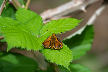 Large Skipper Butterfly on Leaf in Springtime