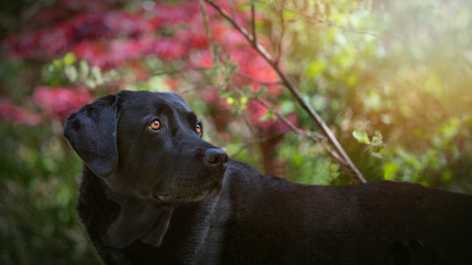 Labrador retriever  posando