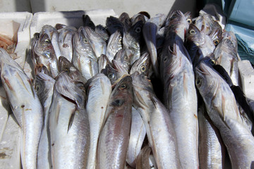 Obraz premium vente de poisssons