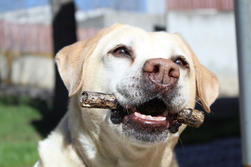 Labrador retriever jugando con un palo