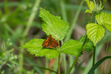 Large Skipper Butterfly on Leaf in Springtime