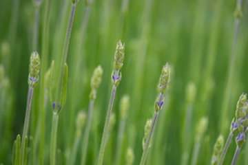 Lavender Flower Buds in Springtime