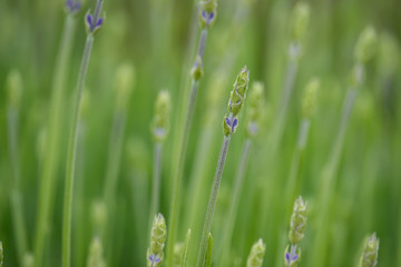 Lavender Flower Buds in Springtime