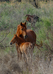 mare and foal