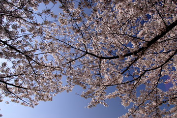 春の満開の桜の花と青空
