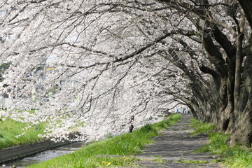 春の満開の桜の花