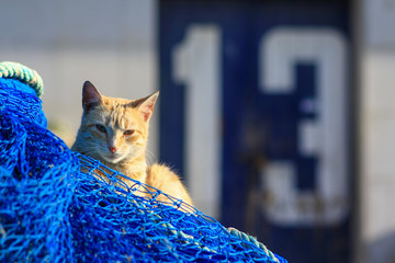 Hermoso gato de color beige sobre una red de pescadores azul , numero trece en el fondo 