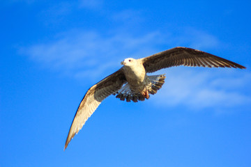 gaviota en el puerto volando pez 