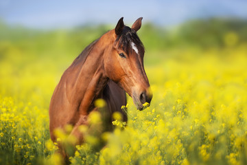 Bay horse with long mane on rape field