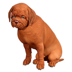 3D Rendering Puppy on White