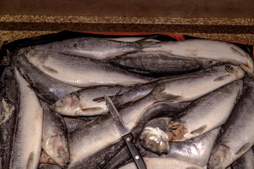 Obraz premium Frozen layered fish