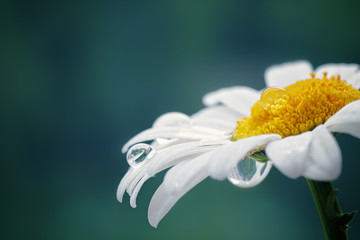 Beautiful drop of water on a white daisy, blurred background, reflection in a drop, macro.