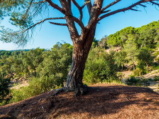 Blanes Puerto paseo turismo girona costa brava