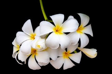 Plumeria or Frangipani is a perennial flower in the family of trotters or frangipani trees. There are many types together. Other native names include Champa, Champalao and Champakhom.