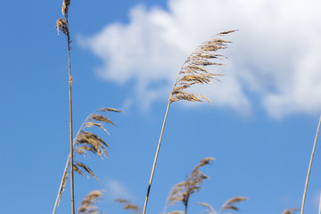 Reed on the river. Grass against the sky. River landscape. Sedge on the lake. Natural background.