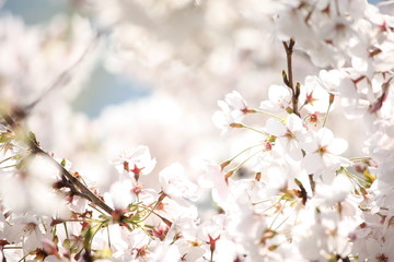 桜