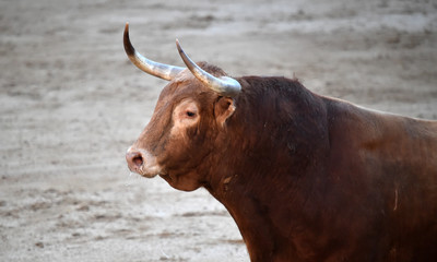 cabeza de toro