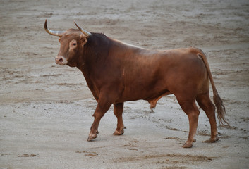 bull  in spain on bullring