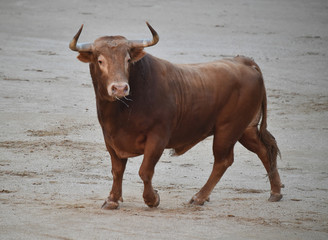 toro en españa en corrida de toros