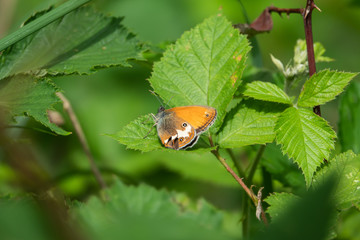 Pearly Heath Butterfly on Leaf in Springtime