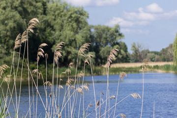 Reed on the river. Grass against the sky. River landscape. Sedge on the lake. Natural background.