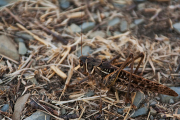 grasshopper on dry grass, close up