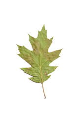 Oak leaf on white background