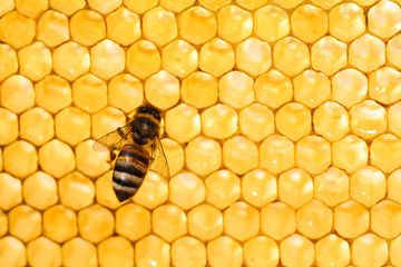 Bee in honeycomb