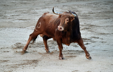 toro bravo español