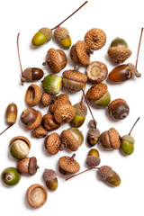 Group of acorns on white background